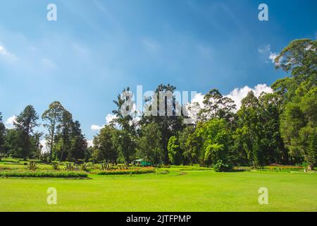 Belle matinée ensoleillée dans le parc public avec pelouse verte et forêt d'arbres frais. Paysage naturel incroyable de prairie fraîche et de ciel bleu clair. Belle nature. Arrière-plan naturel d'été. Banque D'Images