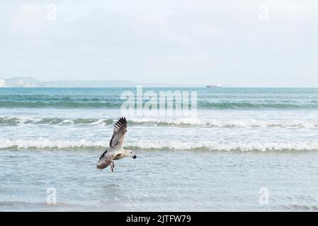 Mouette en vol transportant l'escargot de mer Banque D'Images