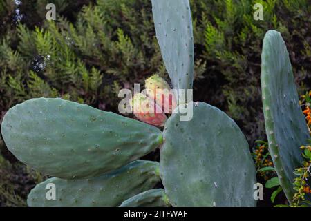 Poire piqueuse fig. Fruits de cactus sur la feuille de cactus Banque D'Images