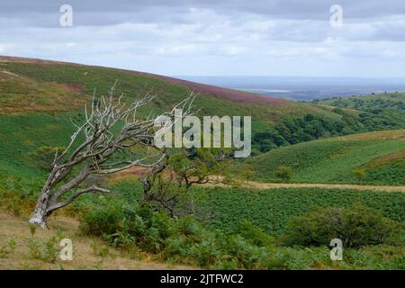 Vue sur la Combe de Hodder depuis Thorncombe Hill, dans les collines de Quantock, Somerset. Banque D'Images