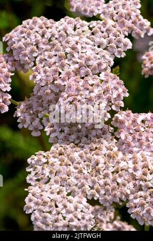 Gros plan d'un cultivar ornemental d'yarrow, une tête de fleurs roses riches dans un jardin. Banque D'Images