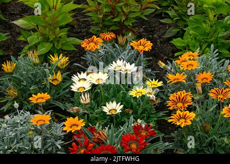 La gazania multicolore rouge-jaune fleurit dans un parc de la ville. Banque D'Images