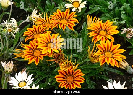 La gazania multicolore rouge-jaune fleurit dans un parc de la ville. Banque D'Images