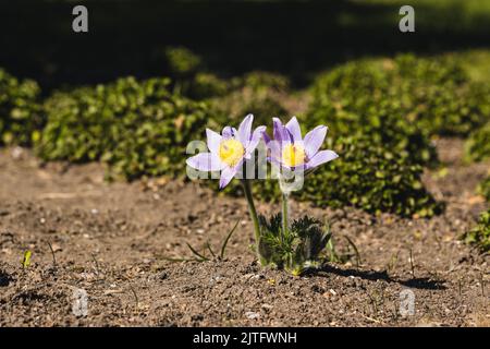 Un gros plan d'une grande fleur de Pasque par temps ensoleillé Banque D'Images