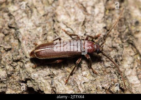 Un coléoptère long de la corne sombre, Arhopalus rusticus, Banque D'Images