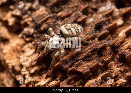 Une araignée sauteuse de zèbre, Salticus scenicus, debout sur une bûche pourrie. Banque D'Images