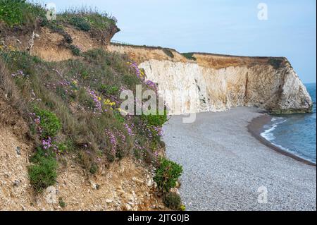 Fleurs opportunistes poussant à Freshwater Bay, île de Wight, Hampshire, Royaume-Uni Banque D'Images