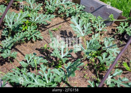 Pastèque plantes vertes mûres juteuses poussant dans le sol de la ferme en été en serre. Banque D'Images