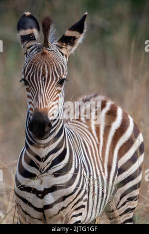 Zambie, Parc national de Luangwa Sud. Zèbre de jeunes Crawshay, détail visage (SAUVAGE : Equus quagga Crawshayi) Banque D'Images