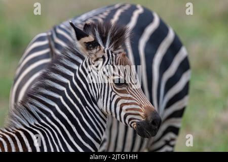 Zambie, Parc national de Luangwa Sud. Zèbre de jeunes Crawshay, détail visage (SAUVAGE : Equus quagga Crawshayi) Banque D'Images