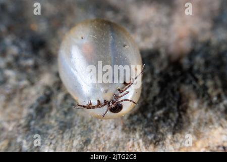 Une tique de grain de Castor gonflée après l'aspiration de sang Banque D'Images