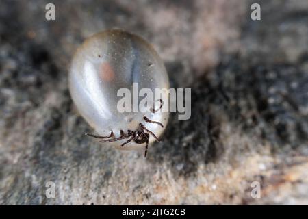 Une tique de grain de Castor gonflée après l'aspiration de sang Banque D'Images