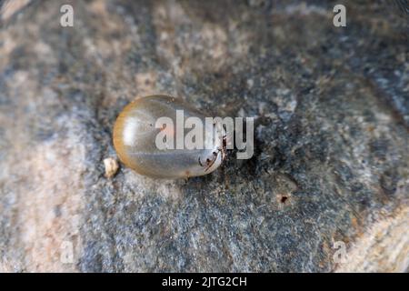 Une tique de grain de Castor gonflée après l'aspiration de sang Banque D'Images