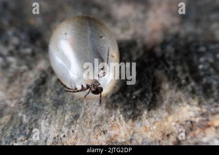 Une tique de grain de Castor gonflée après l'aspiration de sang Banque D'Images