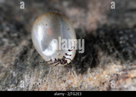 Une tique de grain de Castor gonflée après l'aspiration de sang Banque D'Images