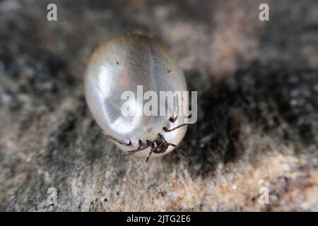 Une tique de grain de Castor gonflée après l'aspiration de sang Banque D'Images