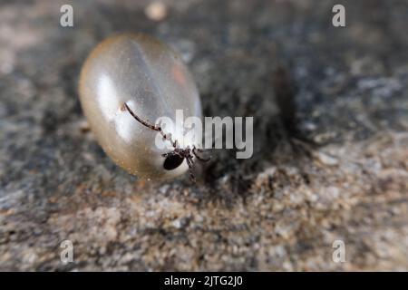 Une tique de grain de Castor gonflée après l'aspiration de sang Banque D'Images