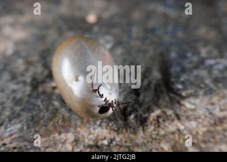 Une tique de grain de Castor gonflée après l'aspiration de sang Banque D'Images