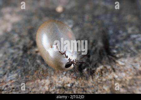 Une tique de grain de Castor gonflée après l'aspiration de sang Banque D'Images