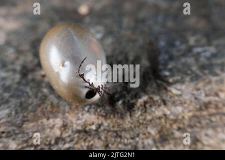 Une tique de grain de Castor gonflée après l'aspiration de sang Banque D'Images