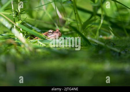 Grenouille commune (Rana temporaria) se cachant dans les plantes d'étang dans l'étang de jardin sauvage du royaume-uni Banque D'Images