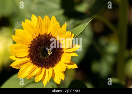 Un cliché sélectif d'un beau tournesol dans le jardin avec une abeille sur ses fleurs de disque Banque D'Images