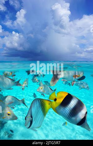 Shoal de poissons tropicaux sous l'eau et le ciel avec nuage, paysage marin de la surface de la mer, vue sur et sous l'eau, océan Pacifique Banque D'Images