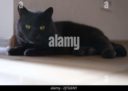 Tête de chat à court-air britannique de près avec les yeux verts sur fond marron. Banque D'Images