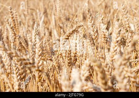 Champ de blé. Gros plan sur les oreilles de blé doré. Arrière-plan des épis de mûrissement du champ de blé de prairie. Concept de récolte riche Banque D'Images