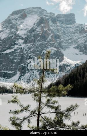 concentrez-vous sur la pointe de l'épinette avec des montagnes enneigées en arrière-plan au lac braies Banque D'Images