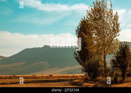 Paysage d'automne avec montagne en arrière-plan. Arbres jaunés et prairies. Ciel turquoise. Triste photo. Erzurum, Turquie. Banque D'Images