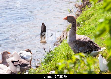 oie grise domestique sur une herbe verte sur la rive de la rivière Banque D'Images