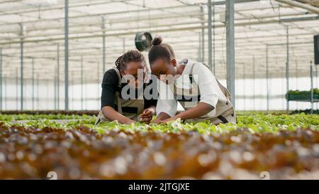 Deux afro-américaines qui regardent des feuilles de laitue avant de procéder à la récolte pour contrôler la qualité à la recherche de plantes endommagées. Cueilleurs de légumes biologiques cultivant des cultures biologiques pour vérifier l'absence de parasites ou de dommages. Banque D'Images