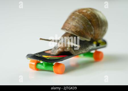 Un gros plan d'un escargot sur un petit skateboard en plastique avec un fond blanc Banque D'Images