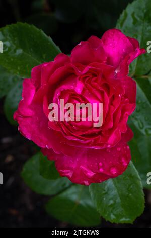 Fleurs de la rose de thé hybride «Fiji» Banque D'Images