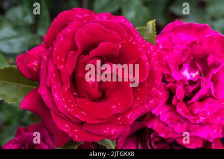 Fleurs de la rose de thé hybride « Firefighter » Banque D'Images