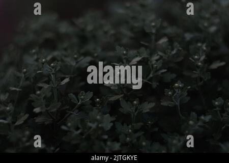 Flou artistique sur les feuilles de hrysanthemum. Jeunes pousses avec des feuilles sans fleurs Chrysanthemum. Cadre vert foncé. Arrière-plan à motif floral noir. Sur f Banque D'Images