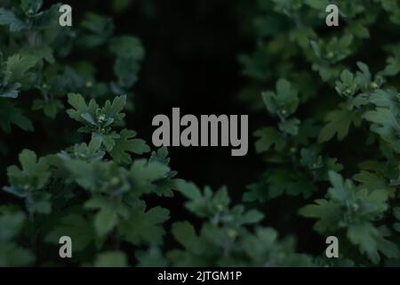 Flou artistique sur les feuilles de hrysanthemum. Jeunes pousses avec des feuilles sans fleurs Chrysanthemum. Cadre vert foncé. Hors foyer. Banque D'Images