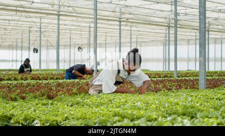 Femme afro-américaine travaillant à la maison de hothouse faisant l'inspection à la recherche de plantules malsaines avant la récolte des récoltes. Ouvrier agricole biologique en serre prenant soin des plants de laitue pour la meilleure qualité. Banque D'Images