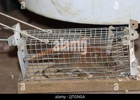 Souris de maison (Mus musculus), prise dans un piège vivant, Allemagne, Rhénanie-du-Nord-Westphalie Banque D'Images