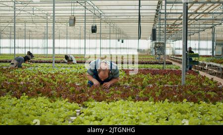 Homme caucasien travaillant en serre inspectant les plants de laitue en vérifiant l'absence de dommages ou de parasites avant la récolte. Divers travailleurs dans l'environnement hydroponique prenant soin des cultures cultivées sans pesticides. Banque D'Images