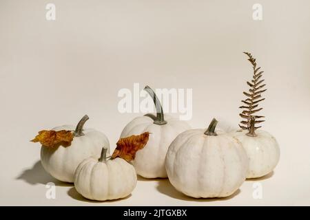 Groupe de citrouilles décoratives blanches entières non cuites avec des feuilles sèches d'automne sur fond beige. Composition minimaliste d'automne. Copier l'espace Banque D'Images