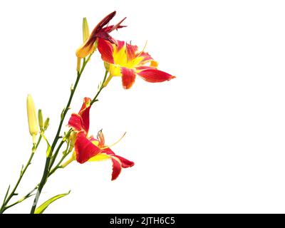 Fleur d'Hemerocallis fulva isolée sur fond blanc. Banque D'Images