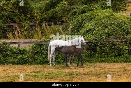 Pual bébé cheval allaitant de jument mère cheval sucer dans ses térets pour le lait. La jument pur-sang et l'allaitement maternel au ranch. Allaitement col Banque D'Images