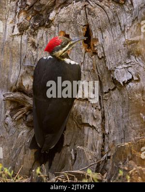 Pic pilé (Dryocopus pileatus) Calaveras Comté Californie États-Unis Banque D'Images