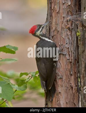 Pic pilé (Dryocopus pileatus) Calaveras Comté Californie États-Unis Banque D'Images