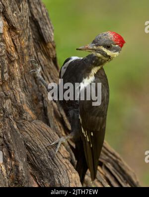 Pic pilé (Dryocopus pileatus) Calaveras Comté Californie États-Unis Banque D'Images