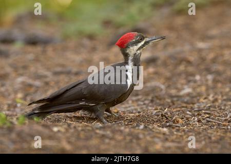 Pic pilé (Dryocopus pileatus) Calaveras Comté Californie États-Unis Banque D'Images