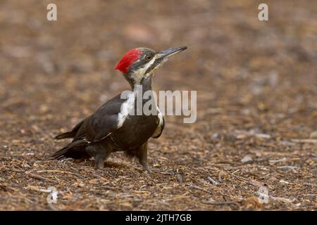 Pic pilé (Dryocopus pileatus) Calaveras Comté Californie États-Unis Banque D'Images