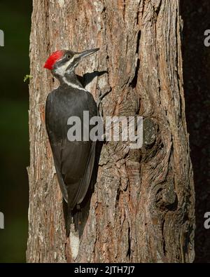 Pic pilé (Dryocopus pileatus) Calaveras Comté Californie États-Unis Banque D'Images